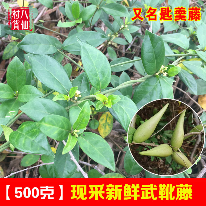 新鲜武靴藤 羊角藤 匙羹藤 中草药 金刚藤蛇天角小羊角扭 包邮,传统滋补营养品,其他药食同源食品,淘宝优惠券,粉丝福利购,淘宝优惠卷