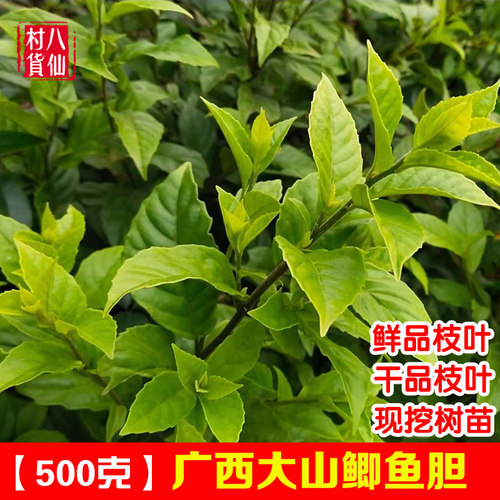 广西新鲜鲫鱼胆干品新晒鲫鱼胆草