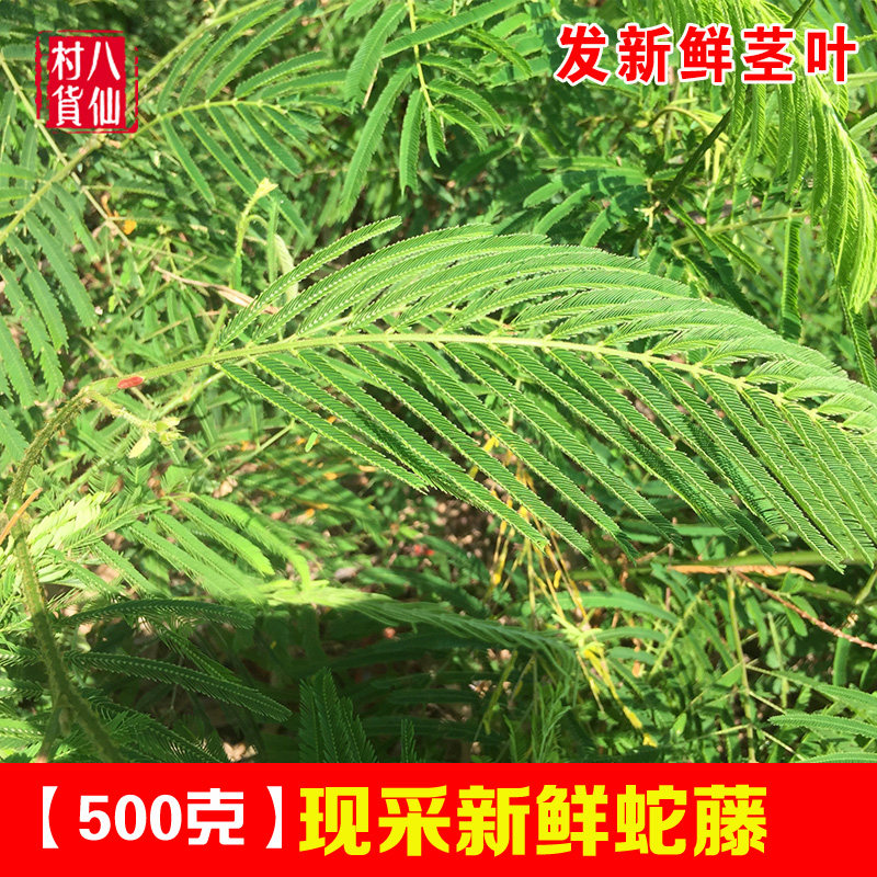 新鲜蛇藤 现采羽叶金合欢 小叶南蛇簕 南蛇勒 南蛇筋藤叶  包邮