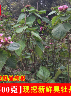 野生臭牡丹根新鲜中草药矮桐子根