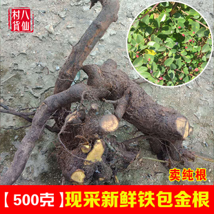 新鲜铁包金 现挖乌金藤老鼠屎藤 勾儿茶中草药铁包金根鲜品全草