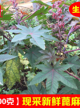 现摘新鲜蓖麻叶红杆蓖麻叶中草药