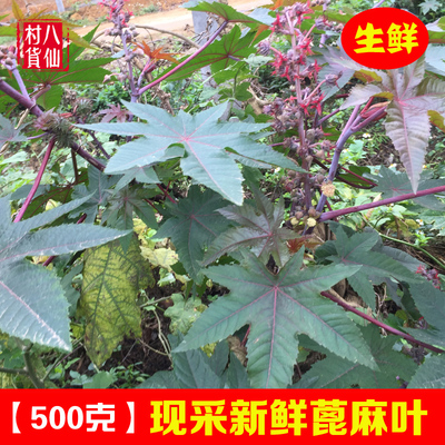 现摘新鲜蓖麻叶红杆蓖麻叶中草药