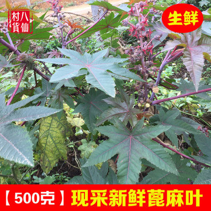 现摘新鲜蓖麻叶 红蓖麻子叶 红杆蓖麻叶 蓖麻子中草药材红蓖麻杆