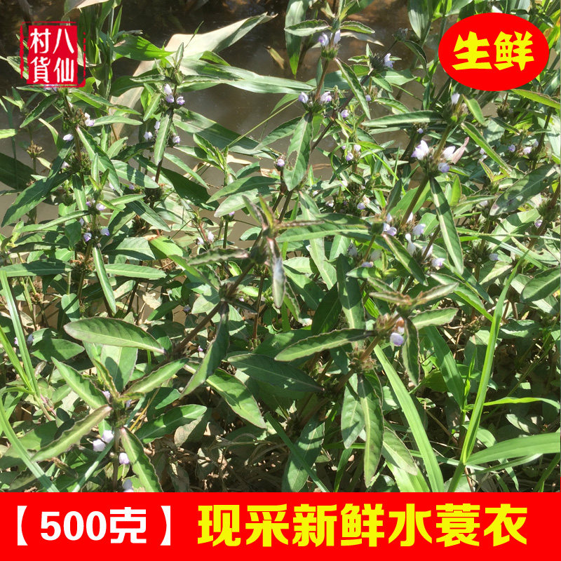 新鲜水蓑衣 大青草青泽兰 中草药九节花节节同节上花穿心蛇 500克