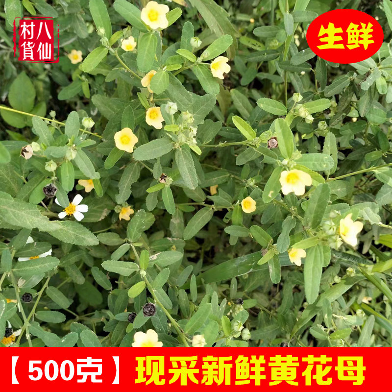 新鲜黄花母 现采梅肉草 白背黄花稔黄花地桃花地膏药小号黄花仔