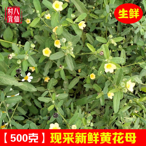 新鲜黄花母 现采梅肉草 白背黄花稔黄花地桃花地膏药小号黄花仔 - 封面