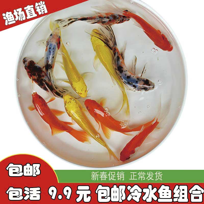 红草金鱼苗金鱼活鱼冷水观赏鱼淡水好养龙凤锦鲤兰寿金鱼活体招财