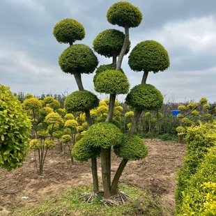 庭院别墅花卉 行道树亮晶女贞造型多头盆栽四季常青耐寒耐热