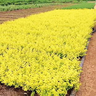 金叶女贞树苗小叶女贞工程绿化苗北方观叶常绿灌木庭院绿篱色块苗