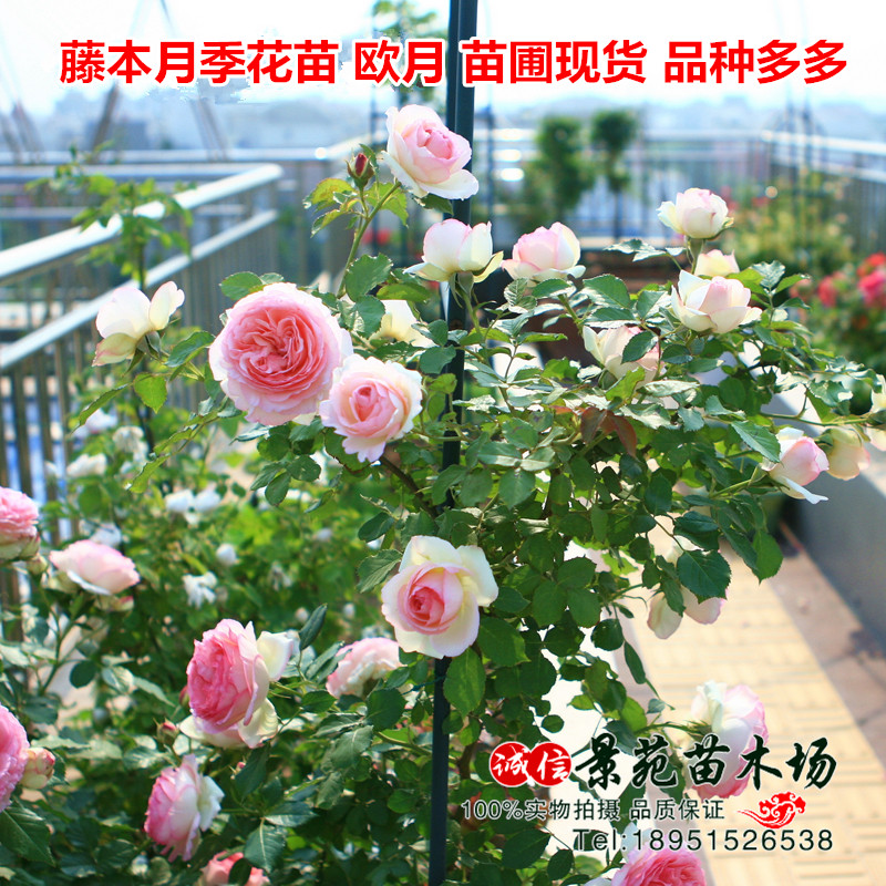 阳台庭院植物蔷薇花苗爬藤月季