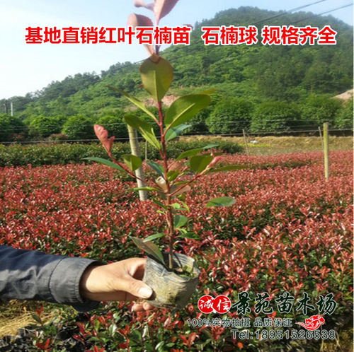 庭院别墅绿化苗木盆栽红叶石楠