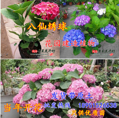 庭院绿植物八仙花 绣球花 八仙花苗 绣球花苗盆栽花卉当年开花