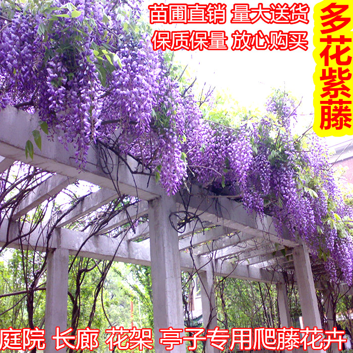 爬藤植物屋顶花园紫藤花苗紫藤树苗庭院攀援植物围墙朱腾萝花苗