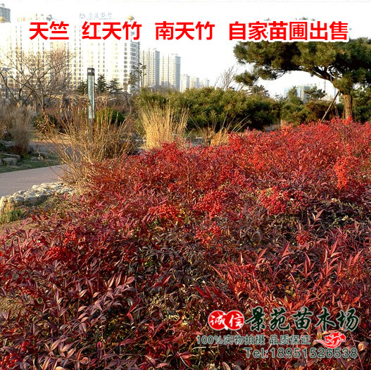 南天竹苗绿化苗木庭院植物绿化 桌面绿植