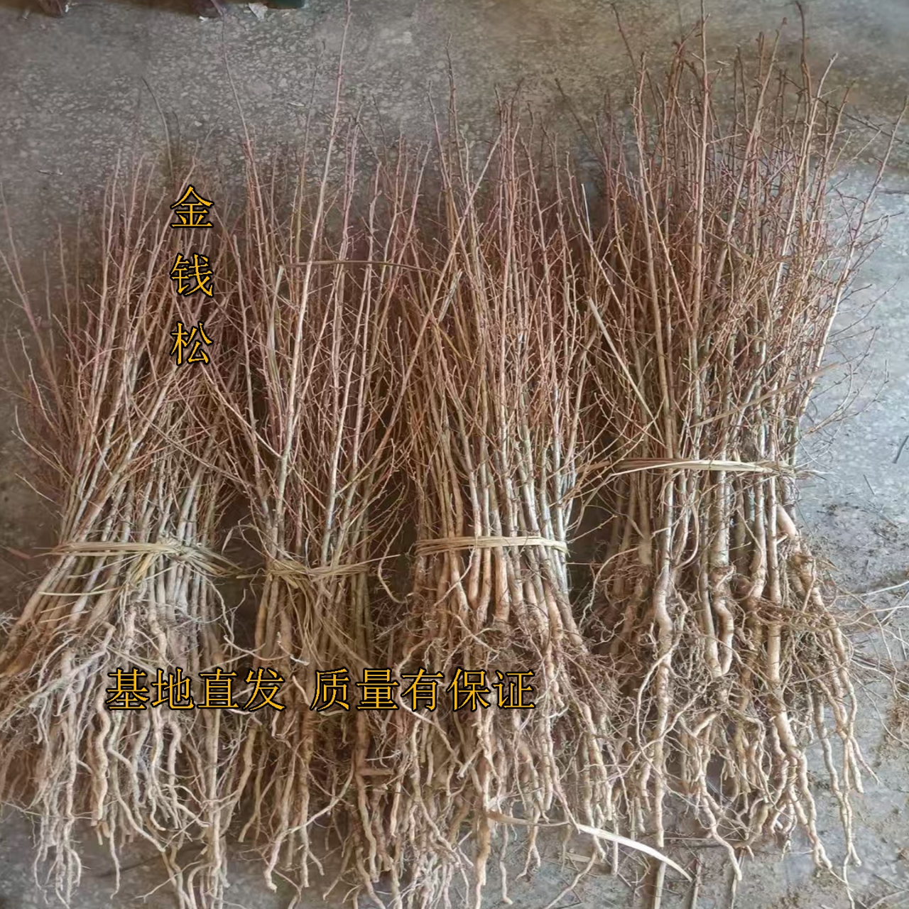 金钱松树小苗微型盆景室内庭院丛林造型园艺小树桩绿植绿化树盆栽