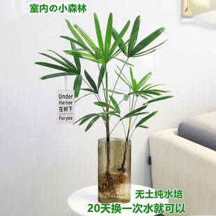 招财棕竹水培花卉水养绿植客厅摆放古风房间装饰植物摆办公室桌面