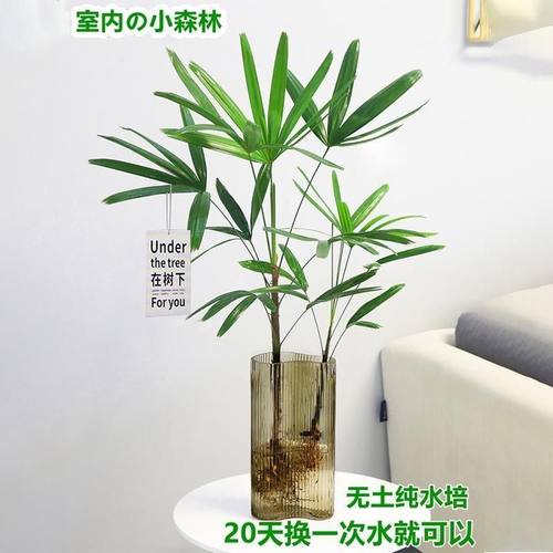 水培植物棕竹四季绿植