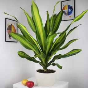 金心也门铁树大盆栽金边巴西铁 耐阴花卉木香龙血树办公室内植物