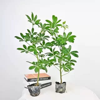 鸭脚木客厅大盆栽室内绿植水培老桩树苗造型八方来财七叶莲鸭掌木