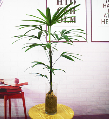 棕竹室内美观好养耐活