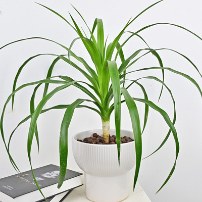 好养活龙血树室内四季常青