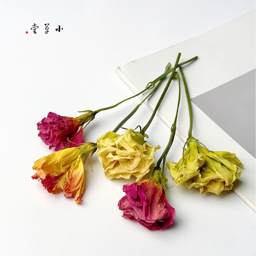【洋桔梗花头】干花天然真花造景装饰插花diy画框材家居摆设配花