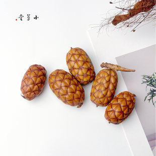 【尤西果】进口天然植物果实手工diy植物标本收集南美酒椰果棕榈