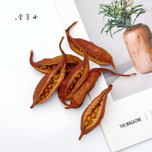 【小船果】进口天然植物果实 手工diy材料相框标本手机幼儿环创