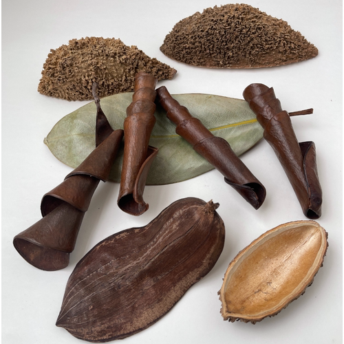 进口植物造景装饰天然果实果壳