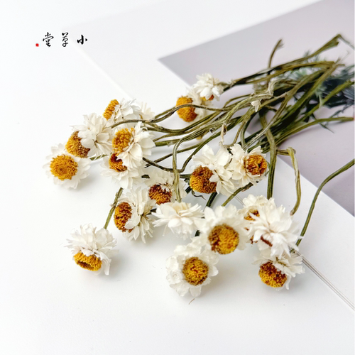【银苞菊】天然植物小枝素材料手工diy标本相框幼儿环创拍摄道具