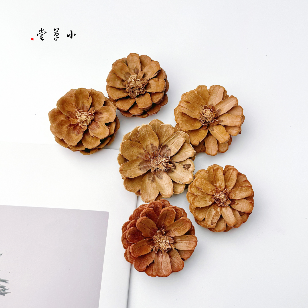 【去头松果】已剪好幼儿园天然手工环创材料diy制作创意感官盒,家居饰品,干花/花瓣/干花包/干树枝,淘宝优惠券,粉丝福利购,淘宝优惠卷