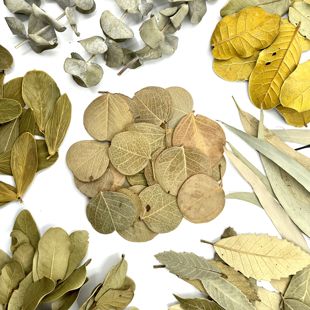 【干树叶】干燥植物叶子原色菩提叶小米叶尤加利栗叶手工DIY装饰
