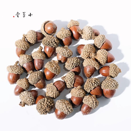 【小橡果】天然橡果橡子手工diy素材植物果实收集幼儿环创教育