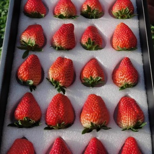 河北保定特产满城九九草莓礼盒水果99新鲜久久红颜奶油现摘非丹东