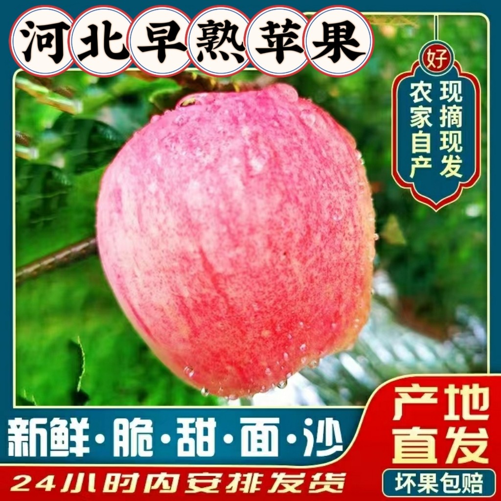 河北保定2025年苹果新鲜水果早熟脆甜面孕妇现摘当季时令整箱5斤