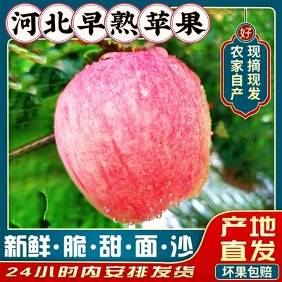 新鲜河北保定有优惠60-80mm苹果
