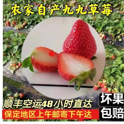 久久草莓河北满城新鲜现摘红颜