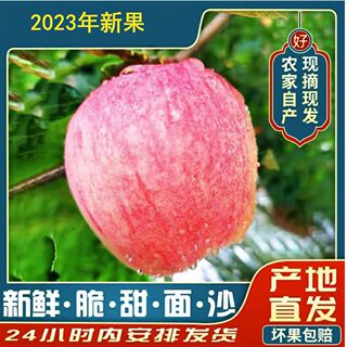 2023年苹果新鲜水果早熟脆甜丑孕妇现摘当季整箱5斤红富士非昭通