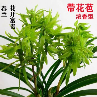 春兰花开富贵浓香型花卉盆栽室内冬带花苞绿植易养活