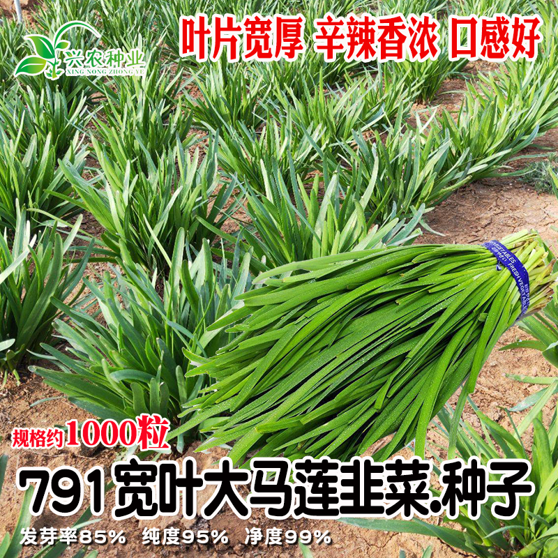 中研791宽叶大马莲韭菜种子