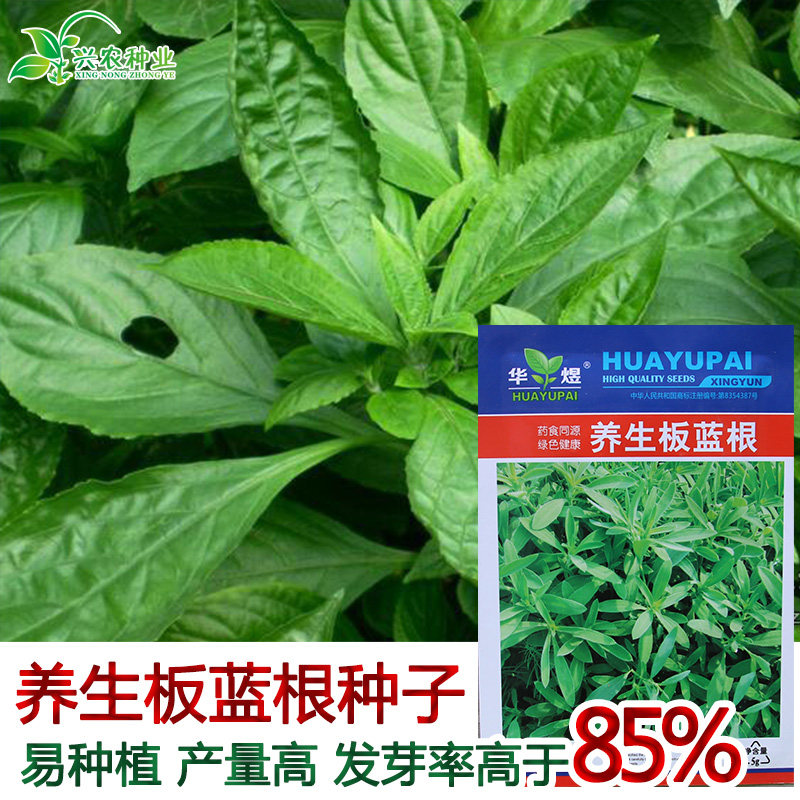 板蓝根种子苗野菜大青叶种籽中药材春秋季四季籽种阳台蔬菜孑_虎窝淘