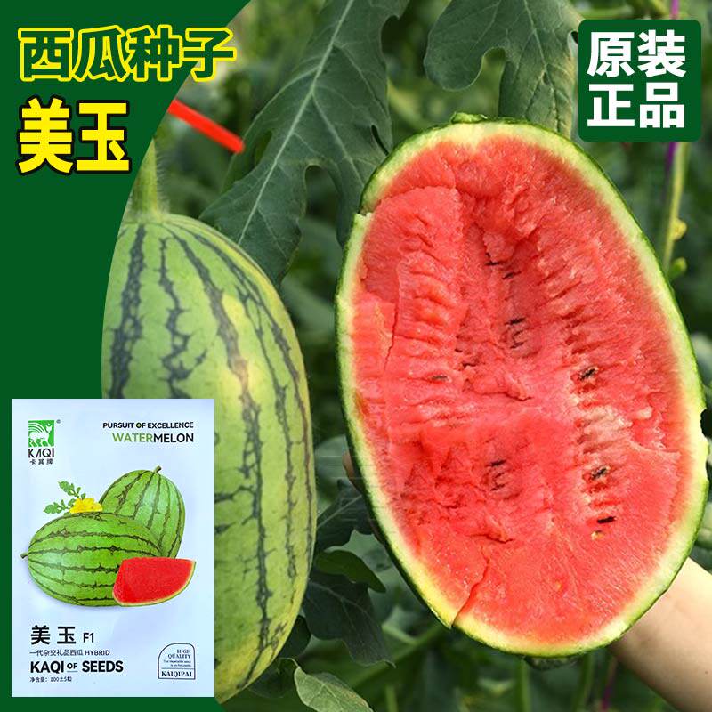 神禾种业美玉西瓜种子 农田菜园播种早熟甜脆高糖小果西瓜种籽