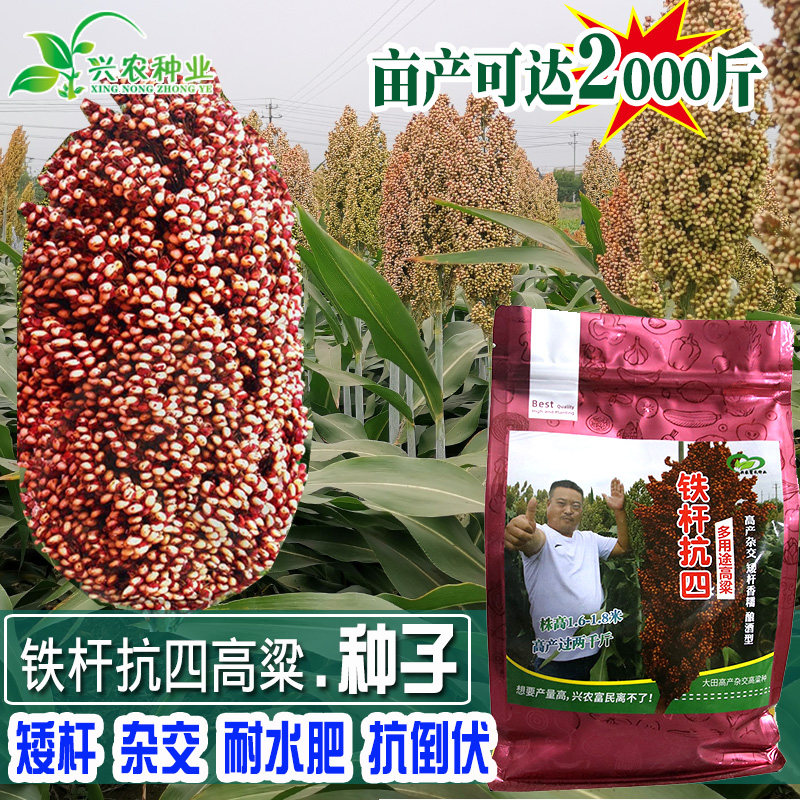 矮杆杂交高粱种子高产抗倒抗鸟抗旱高产酿造型矮杆红高粱籽,农用物资,蔬菜种子/种苗,淘宝优惠券,粉丝福利购,淘宝优惠卷