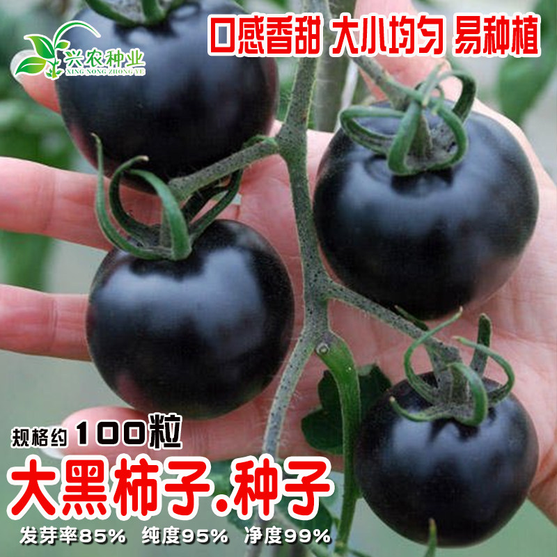 大黑柿子种子 农田菜地高产蔬菜阳台盆栽香甜黑皮西红柿番茄籽