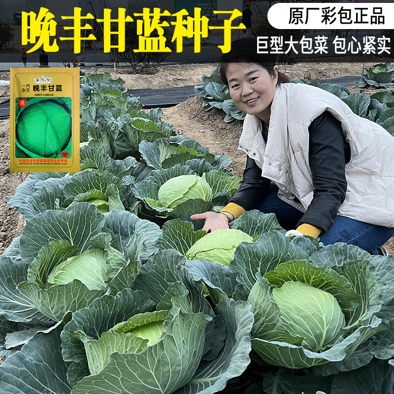 迈金优晚丰甘蓝不开花抗虫