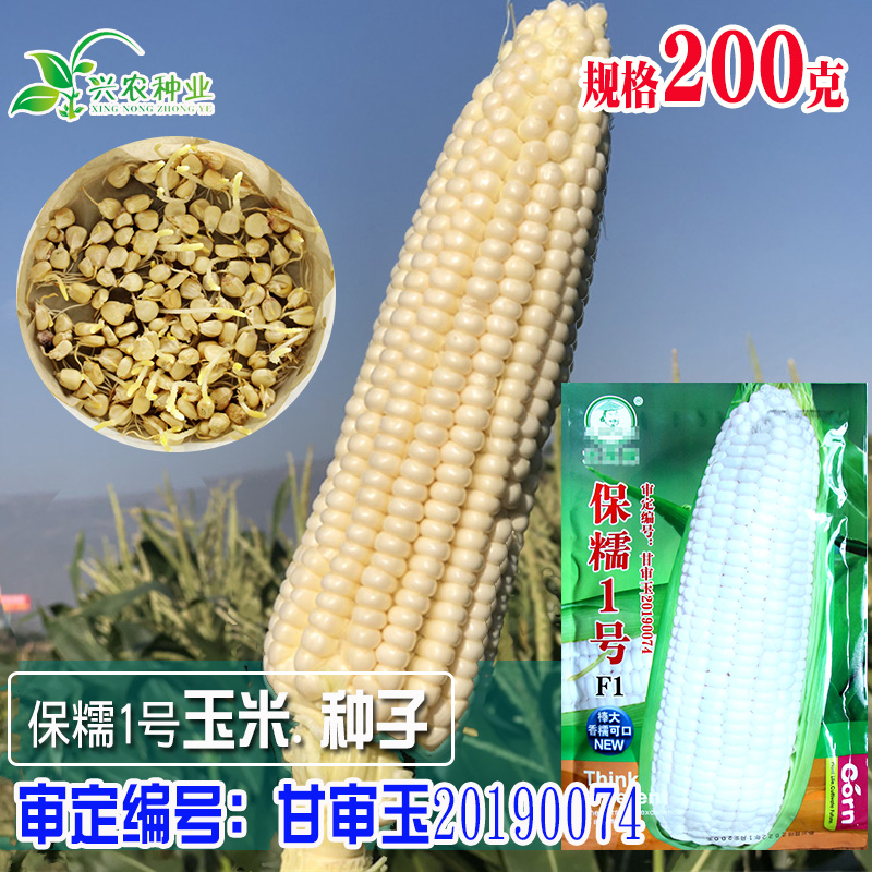 保糯1号玉米种子 农田菜园审定中晚熟大穗白糯无渣鲜食玉米籽