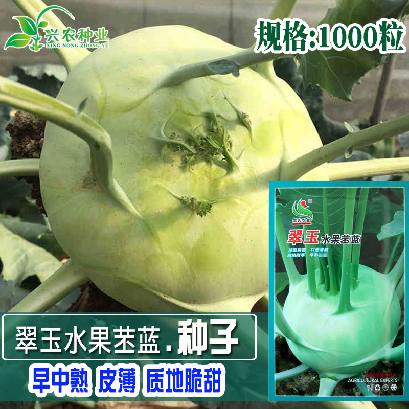 四季水果苤蓝种子 农科院蔬菜良种 翠玉青苤蓝 丰牌蔬菜种子菜