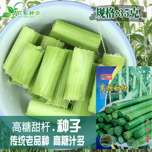 甜脆多汁可口甜高粱种子