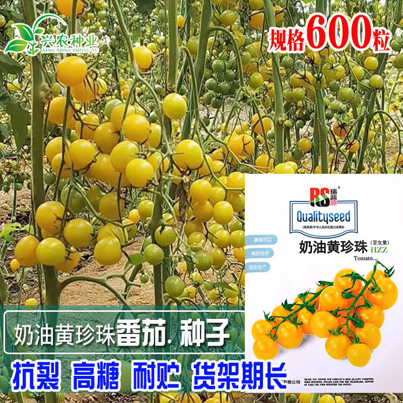 奶油黄珍珠圣女果种子 农田菜园水果型黄色亮丽小番茄蔬菜籽